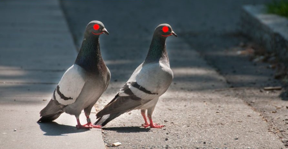 Faktencheck: Spionieren Tauben uns aus?